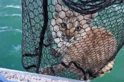 釣りにいったら湖の中にネコが！？水中から網で救助されたボブキャット（アメリカ）