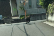 【静岡】騒然！　住宅街に“カモシカ”相次ぐ目撃　民家の玄関に出没したり警察官の目の前を横切ったり