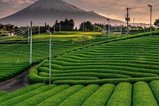 海外「ワオッ！リアルに見えないくらい綺麗な風景だね！」富士山と茶畑の写真に対する海外の反応
