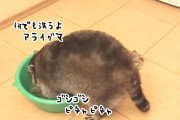 洗ってみた。アライグマはとんでもないものを洗ってお母さんを困らせました