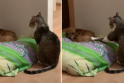 ちょこんと犬に優し〜くタッチする猫ちゃん。謙虚な姿勢でお願いするかのような姿が面白い！