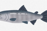 鮭とかいう神の与えしお魚