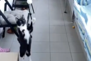 【動画】猫さん、ジダン並みにサッカーが上手いことが判明ｗｗｗｗ