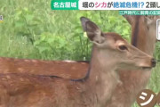 【悲報】名古屋城のシカ、絶滅危機に