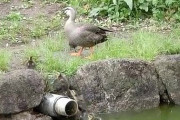 【動画】カモさん、家族とはぐれて激ヤバ行動するwwwwww
