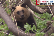 【北海道】先月から44回もクマが出没…ハンターを出せずに悩む小さな村　島牧村