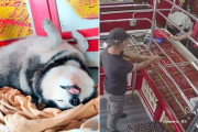 タイの宝石店の番犬、強盗訓練で爆睡して話題になってしまうｗｗｗｗ