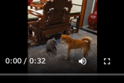 【動画】猫 vs 犬　勃発