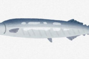 やせたかなしい姿の秋刀魚　「サンマ食べるならば今」らしいぞ