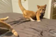 ２匹の子ネコがベッドの上で遊んでいた。しっぽをペシペシ♪ → こうなります…