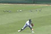 【画像】甲子園のセンターに鳩が大量発生wwww