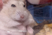 【画像】ワイのハムスター、おっさん