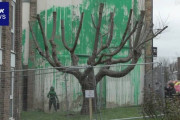 【英国】バンクシー 木を利用した新たな壁画を制作！自然破壊への警鐘か