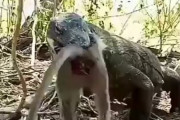 【閲覧注意】コモドドラゴンが生きた猿を丸飲みする動画がスゴすぎワロタｗｗｗｗｗｗｗｗ