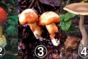 【画像】農林水産省「食べられるきのこはどれ？」→ガチで難しすぎて毒にやられる人続出ｗｗｗｗｗｗ