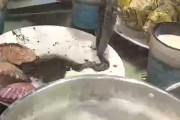 【動画】中国あるある、生きたタコを鍋に入れようとした結果がコレ！www