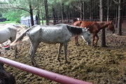 飢餓に盲目..。劣悪環境にいた150頭以上の馬たちを大規模レスキュー！