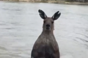 【動画】川で泳いでいた犬、筋肉ムッキムキなカンガルーに襲われてしまう… 男性が引き離そうとした結果…