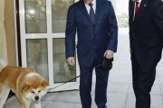 【愕然】日本がプーチン大統領にあげた秋田犬の現在・・・・・・・・