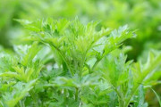 【野草】なぜ人間は道ばたに生えている雑草や葉っぱのほとんどを食べることが出来ないのか？