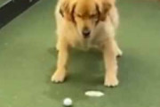 【イヌ】 飼い主がパターの練習をする。でもボールがカップに入らない → すると犬はこうした…