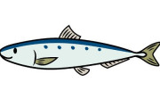 糸魚川のイワシ大量死の現場がマジでエグい