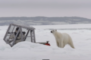 野生のホッキョクグマとガラス一枚の距離… 【BBCアース】 海外の反応