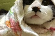 ウチのねこは玄関あけたら座ってた。人懐っこいから飼い猫かと思ってお家に帰りなって言ったら・・・【再】