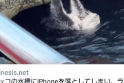 ?ラッコ「ファッ！？人間がスマホ水に落としおったで…せや！！」