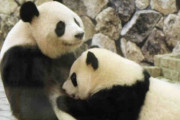 和歌山でパンダの交尾確認　秋にも赤ちゃん誕生か