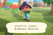 どうぶつの森、アプデでカラスアゲハの出現率を減らして大炎上
