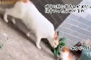 脱走した子猫にお説教をし、家に連れ帰る猫かあさん
