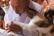 猫にめっちゃ囲まれている住職の朝食風景が人気にｗｗｗこれはほのぼの長楽寺。