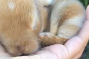 かわいすぎ……！手のひらサイズの赤ちゃんウサギが心をわしづかみにされる愛らしさ