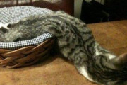 【画像】猫って液状なのか？？？？