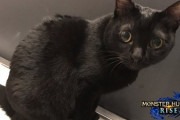 【モンハンライズ】MHRiseチームメンバー最愛のオトモ紹介！今日のスペシャルゲストは猫の「おこげ」