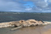 【これは臭い】ぐちょぐちょに腐敗した『クジラの死体』が発見される、ハワイのビーチに漂着し観光客らを圧倒する（画像あり）