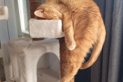 なぜ落ちない？キャットタワーで絶妙のバランスで眠る猫