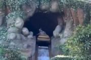 【動画】13歳が怪我をしたディズニーランドの事故の高画質版がアップされる。