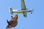 1948年の米アイダホ州「野生のビーバーが増えすぎたから飛行機で山奥に連れて行ってパラシュートで落とします。」 ← えっ！？