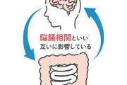 【逆だった❗❓】腸は第2の脳ではなく、むしろ「脳の方が腸から生まれた」と判明
