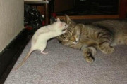 ネズミとねこ