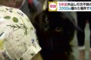 5年前に外出し行方不明になった猫、途方もなく離れた場所で発見
