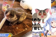 【ホロライブ】クッソ可愛いやん こいつが「ウキー！」って言って肩とかに乗ってくるんだぞ