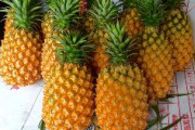 中国、台湾産パイナップルの輸入を停止　97%が中国向けで大打撃