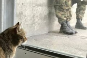 【ねこ画像】スイスは猫が兵役につくらしい、大○行列、酔いつぶれ感満載のねこ ほか
