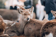 【悲報】外出自粛中の奈良県、鹿に支配される…