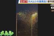 【緊急】大量発生しているカメムシ対策本部