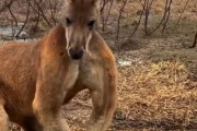 「すさまじい筋肉だ…」ボディビルダー顔負けのポーズを取るカンガルー