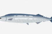 サンマ不漁の原因　「海水温の上昇」「外国籍漁船が先に獲るから」 ← 全部デマだった・・・